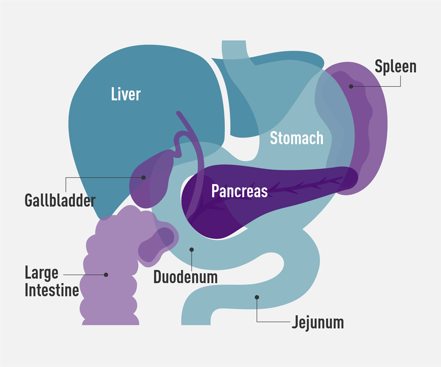 pancreas graphic