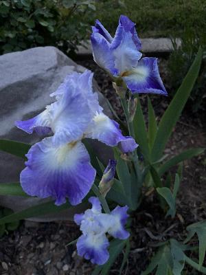 Purple and white bearded iris planted in memory of Burt